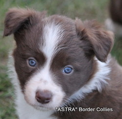 Red and white MALE border collie puppy